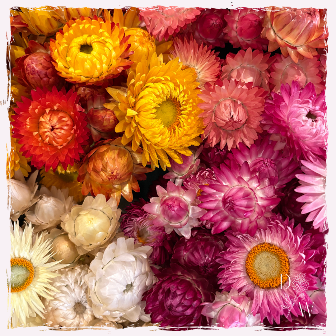 Helichrysum (strawflower)