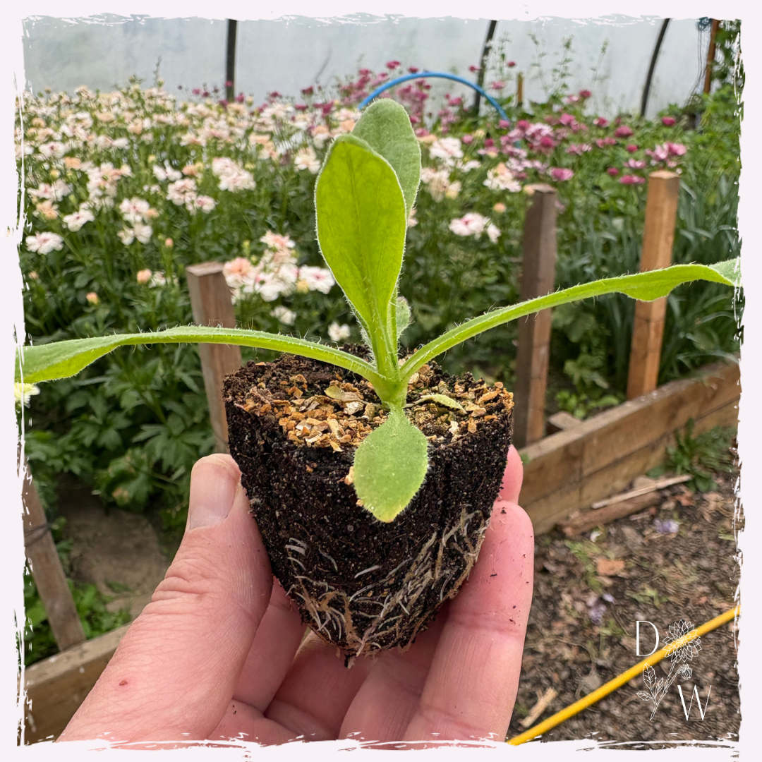 Strawflower plug plants available for mail order