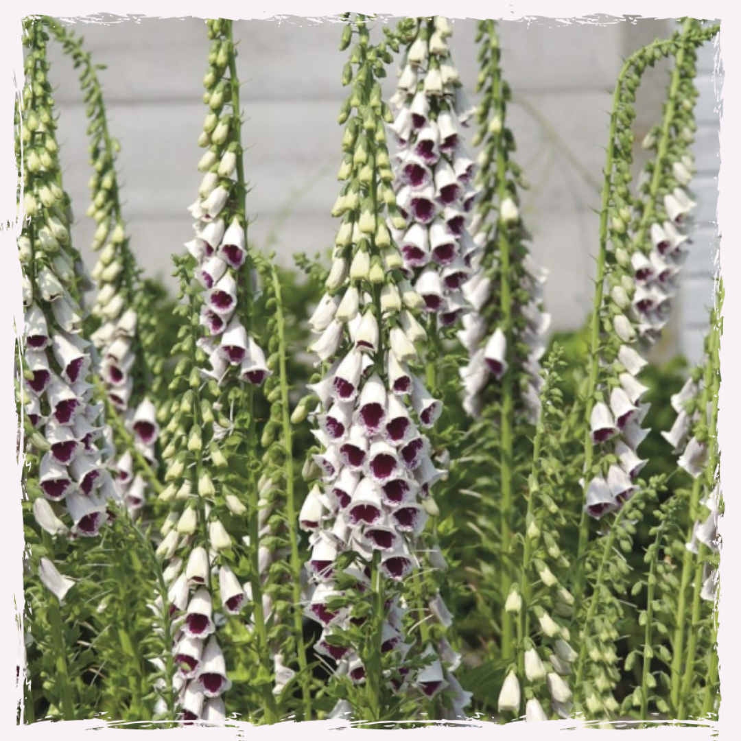 Plug plants foxglove digitalis Pam's choice UK delivery