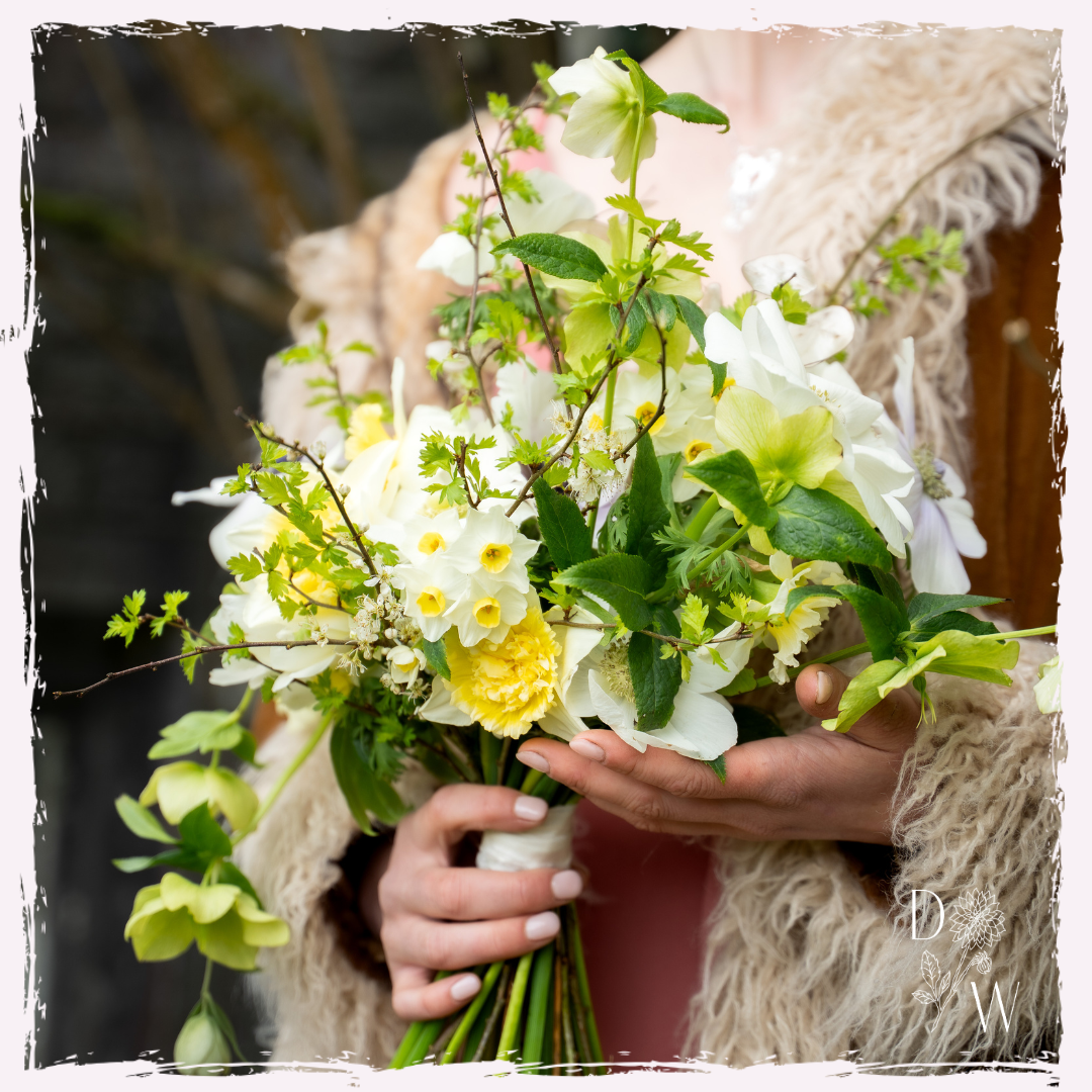 Narcissi, hellebore, fresh foliage