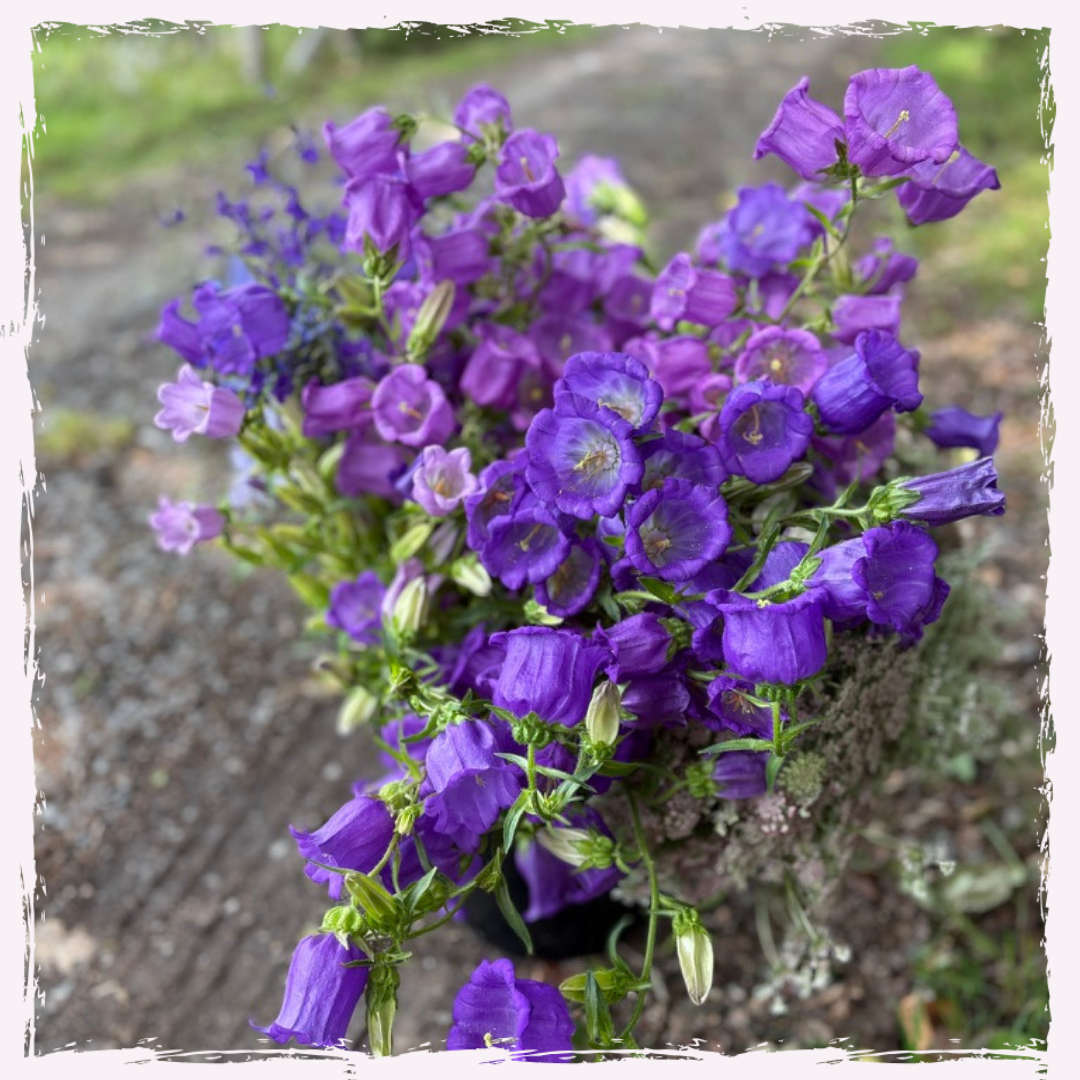 Campanula persicifolia