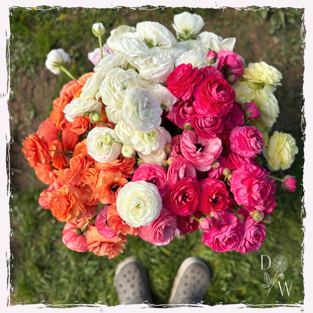 Ranunculus (mixed)