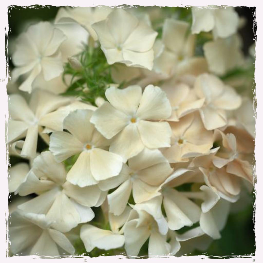 UK grown plug plants Phlox Isabellina