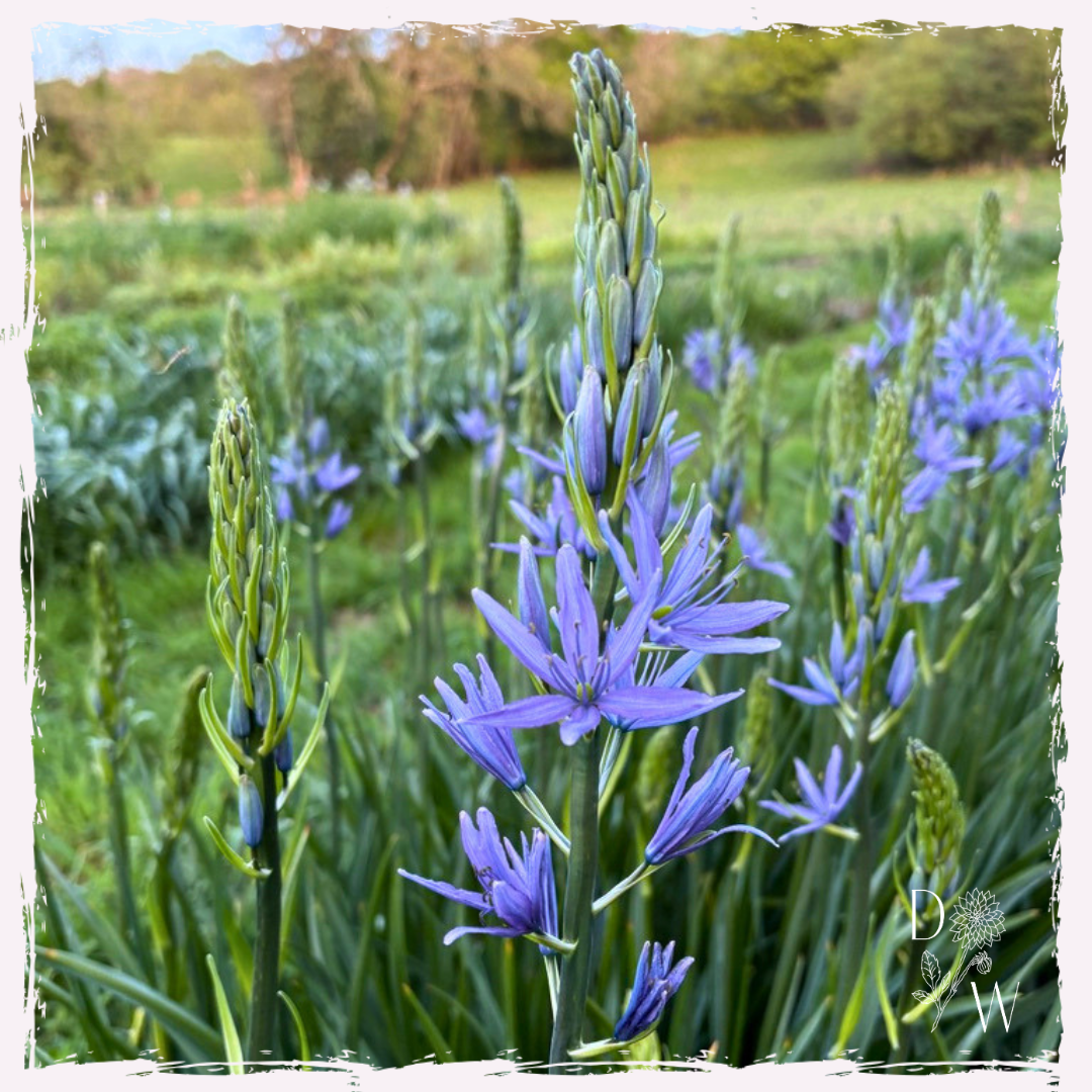 Camassia