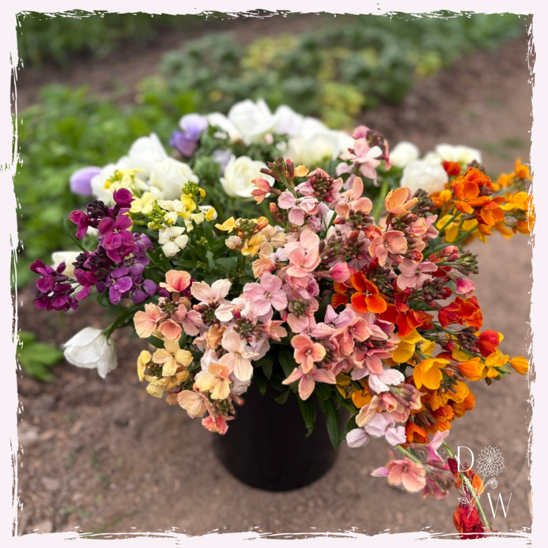 Erysimum (wallflower) mixed