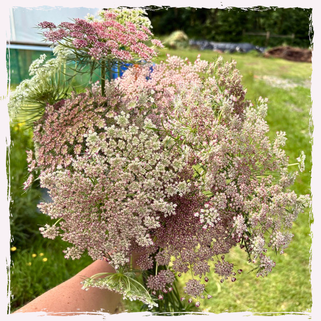Daucus carota