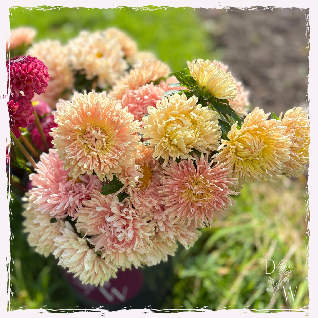 China aster