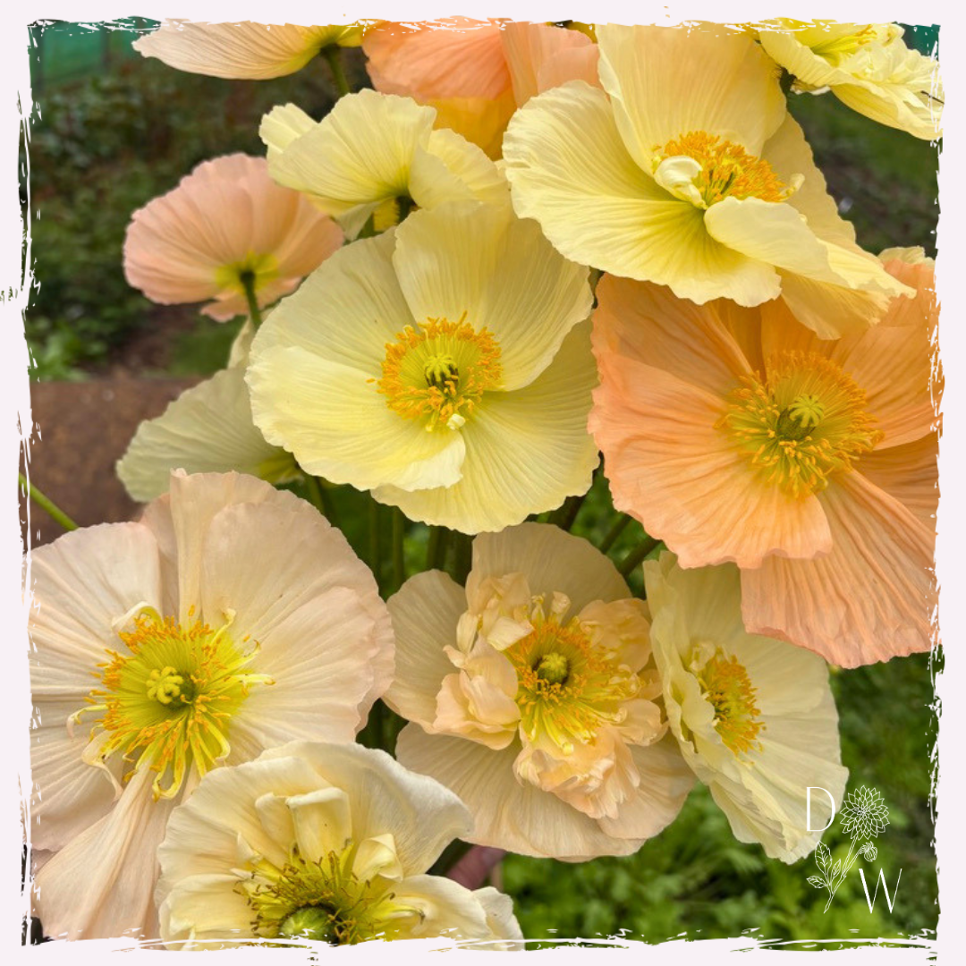 Papaver nudicaule (Iceland poppies)