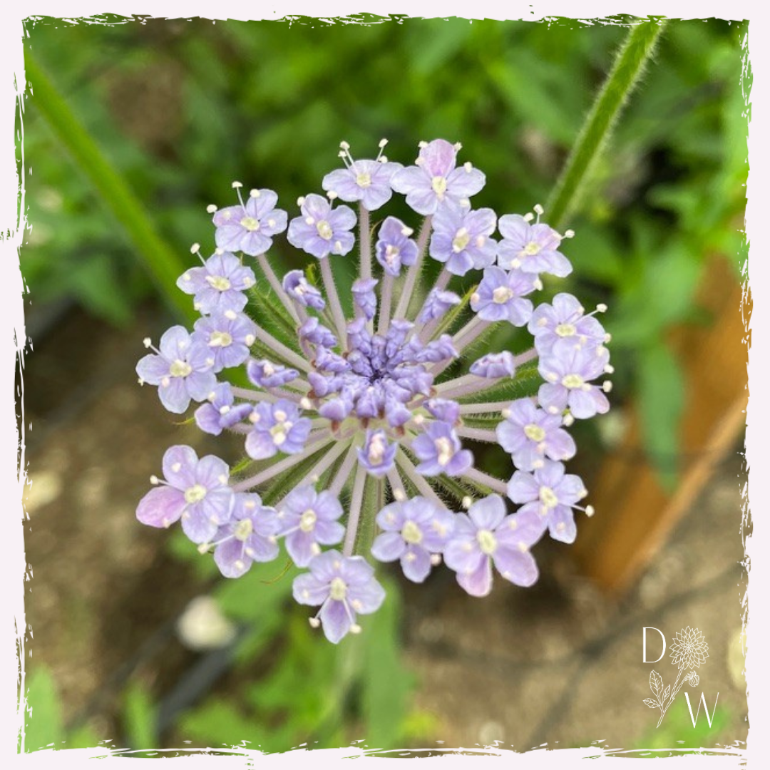 Didiscus