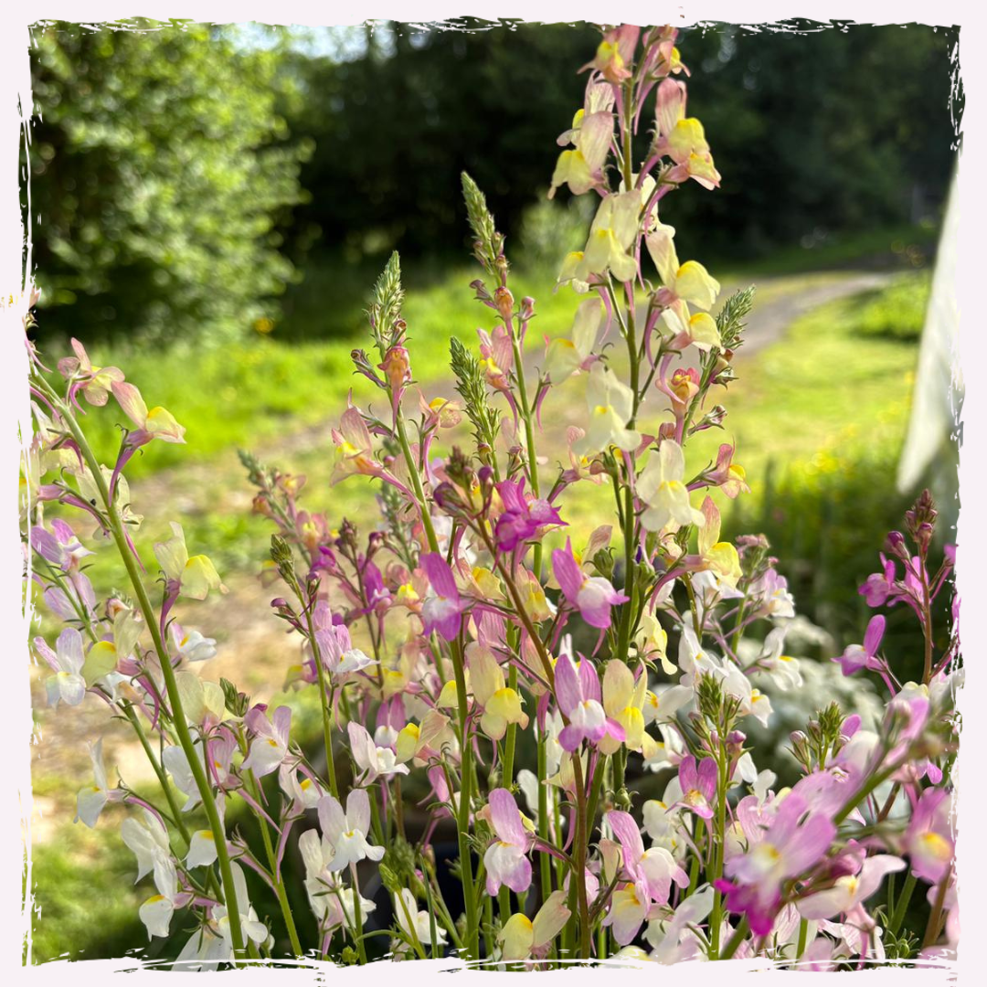Linaria