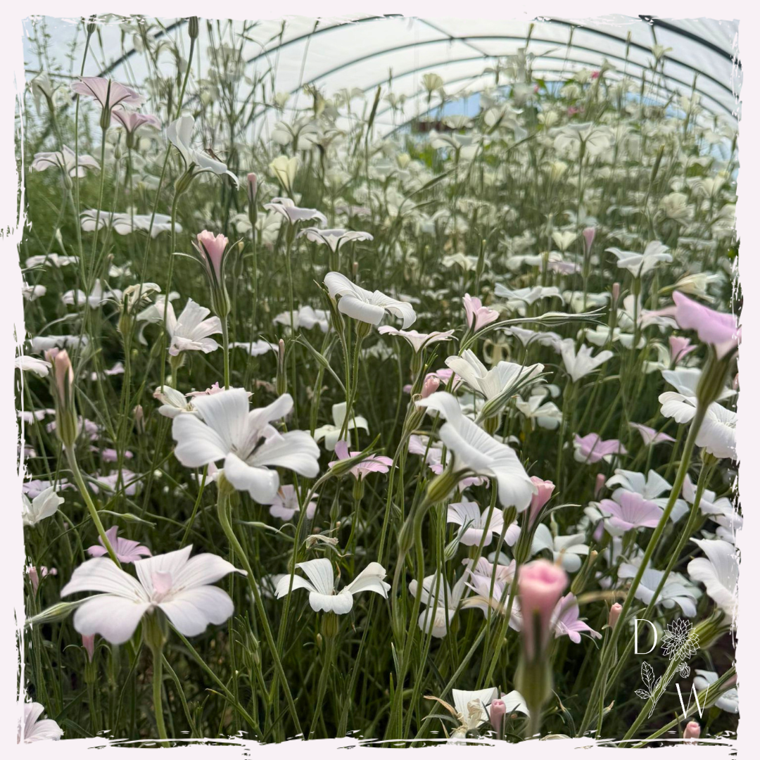 Corncockle plug plants UK delivery