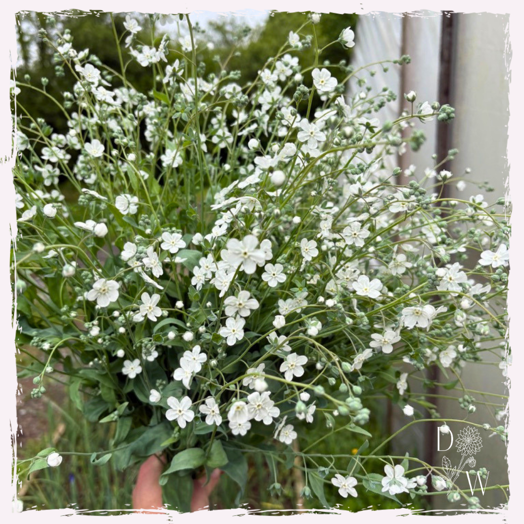 Omphalodes