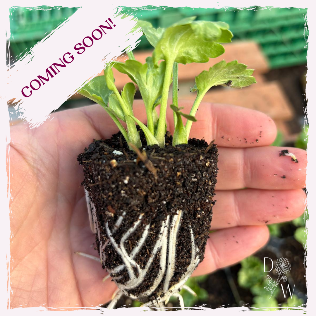 Plug plants for sale UK