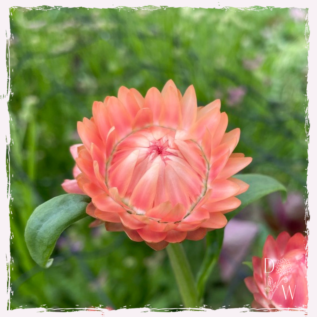 Strawflower helichrysum plugs
