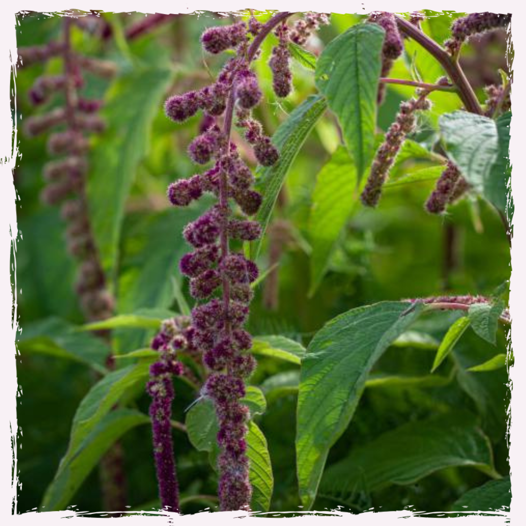 Amaranth plug plants mail order 'Mira'