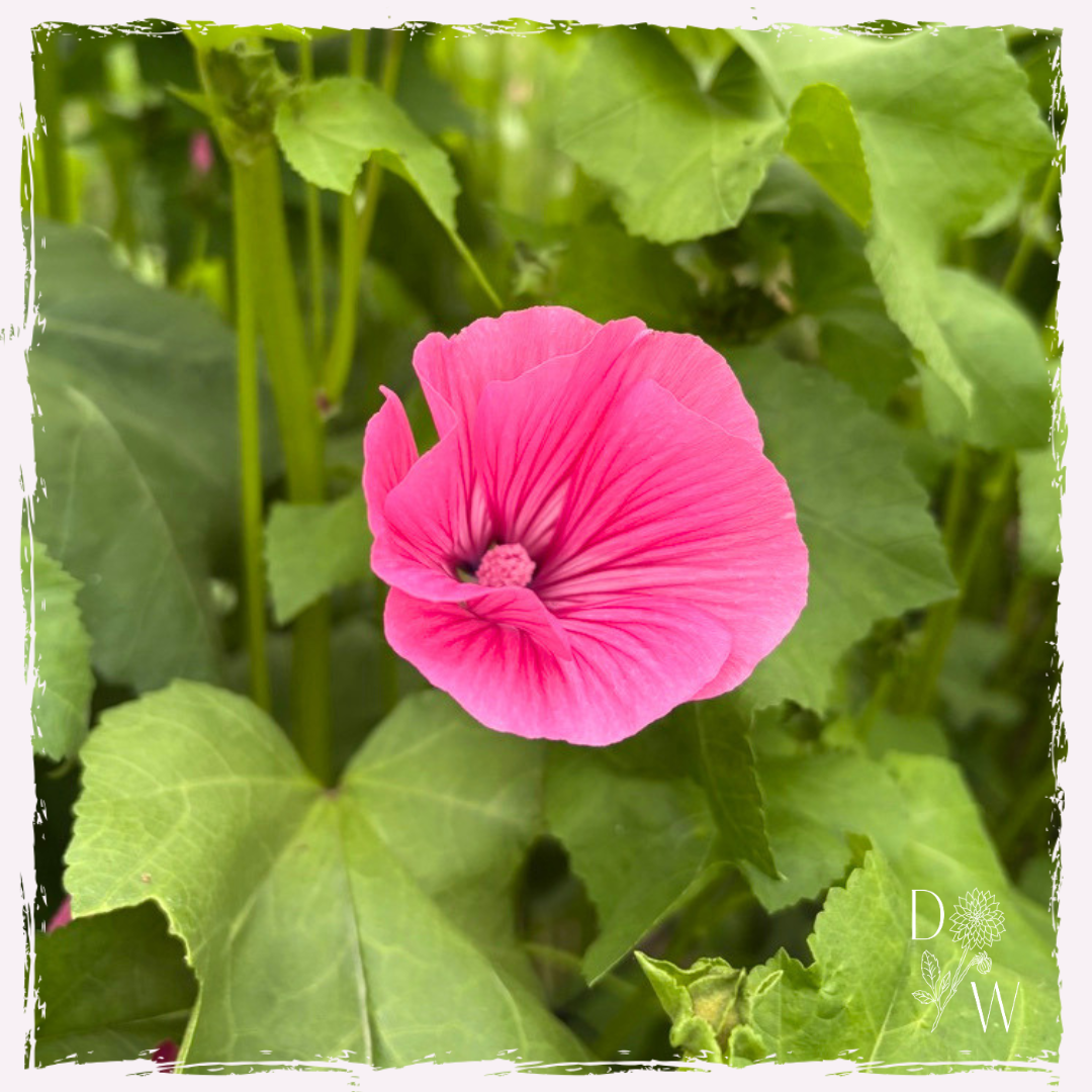 Lavatera silver cup