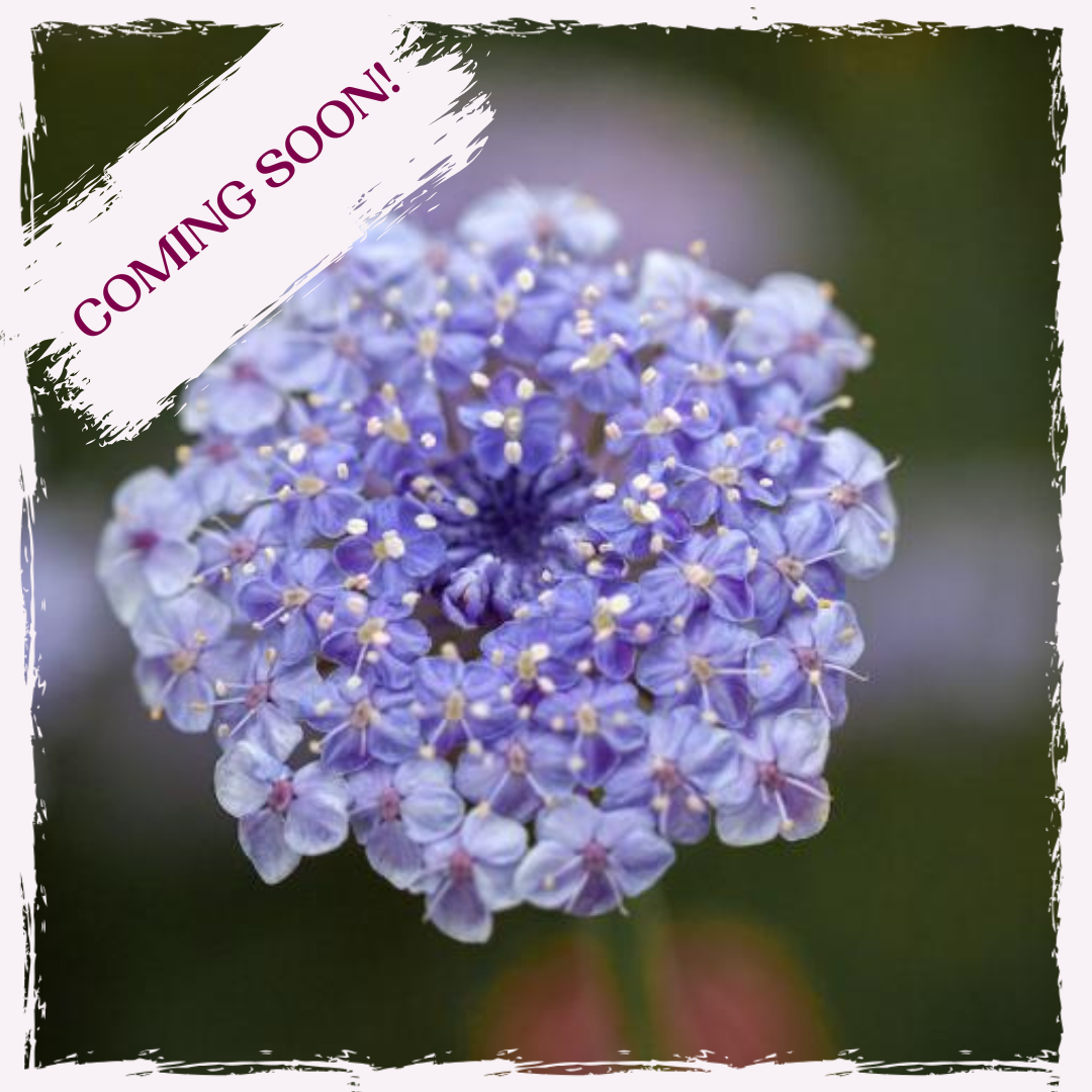 Plug plants for sale mail order UK Didiscus