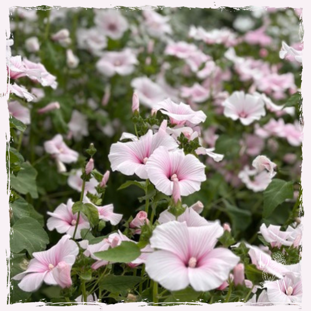 Images for ML newsletter and wholesale (85).png