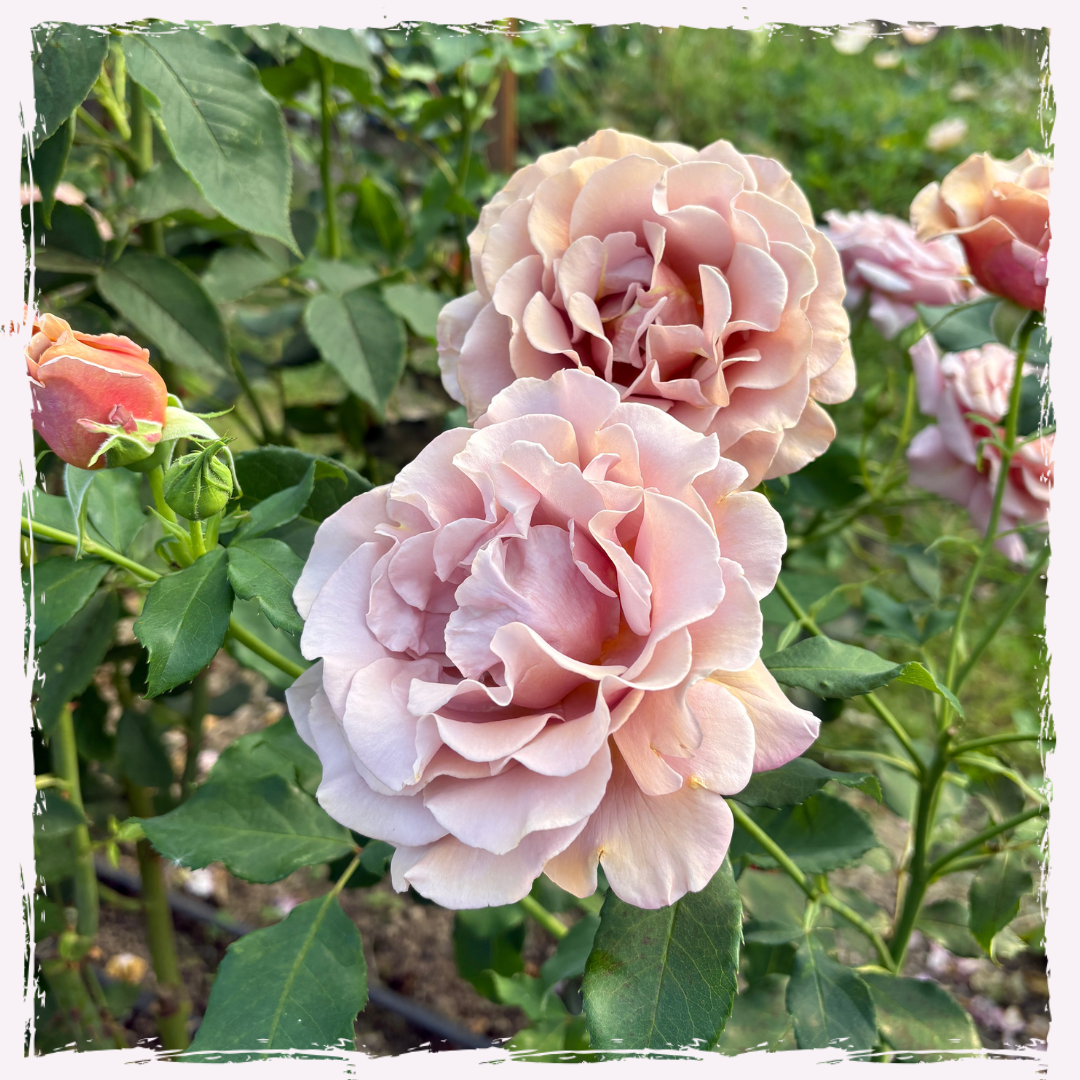 Rose