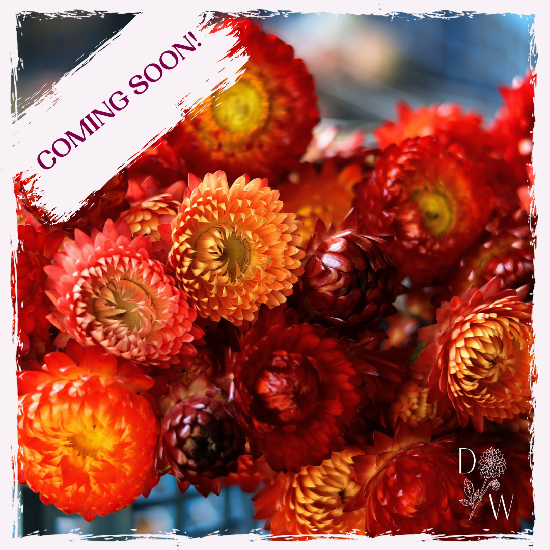 Strawflower plug plants UK delivery Helichrysum