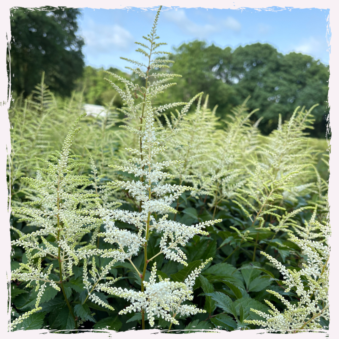 Astilbe