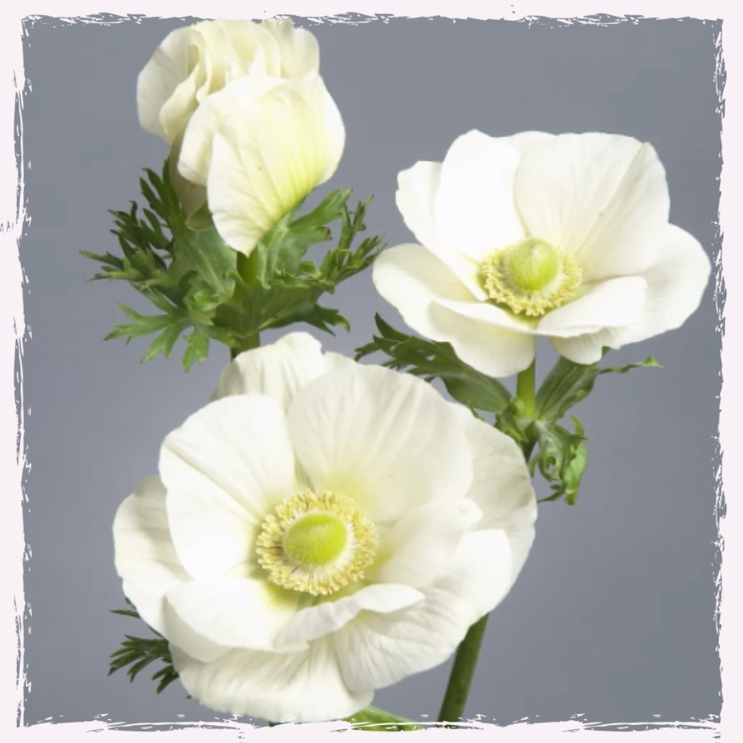 Anemone corms rainbow milky