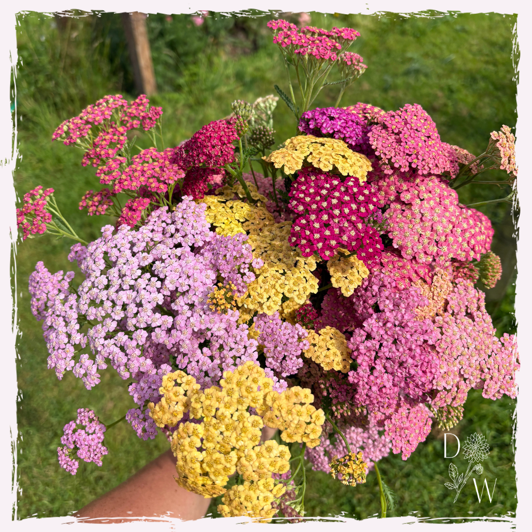 Achillea