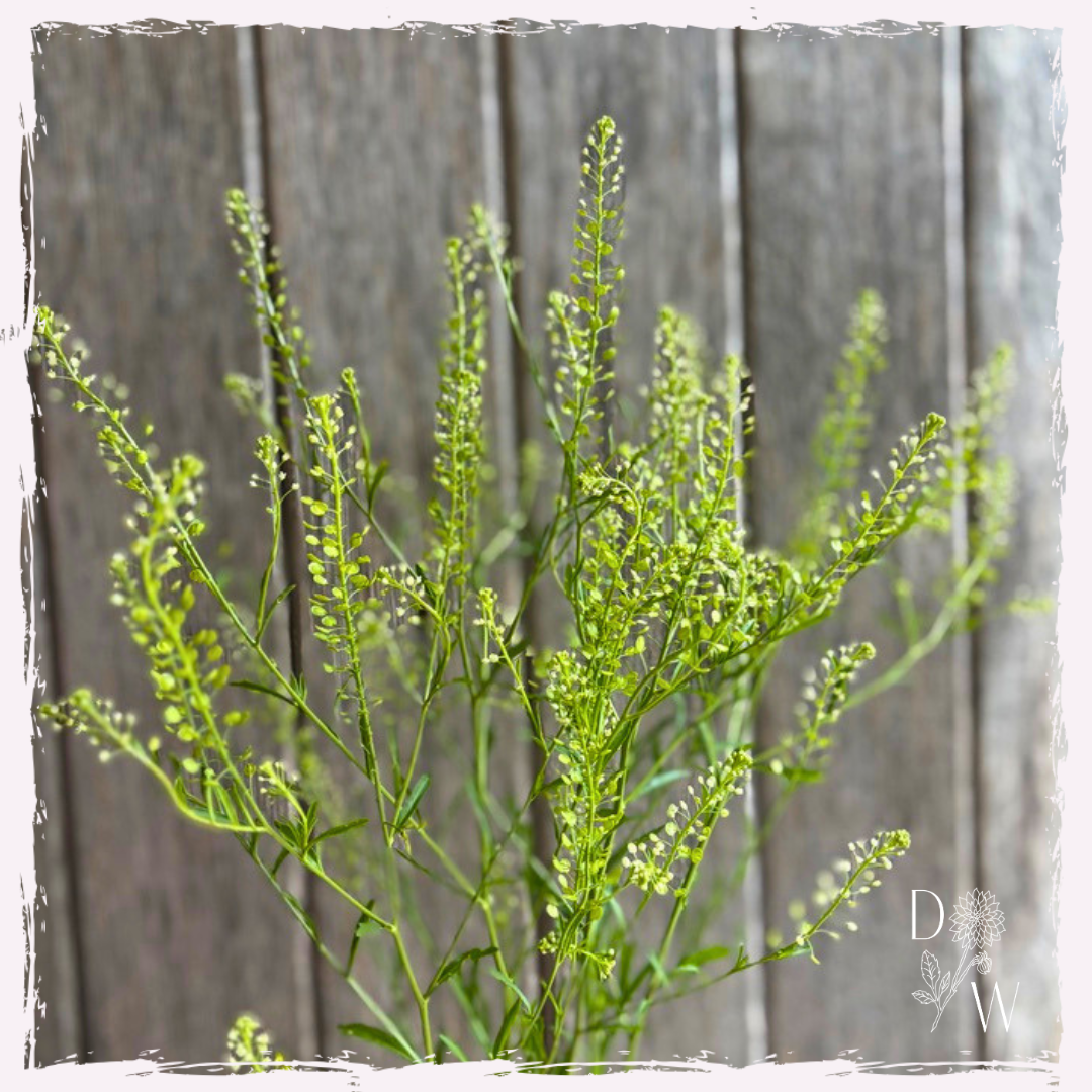 Emerald Bead Cress
