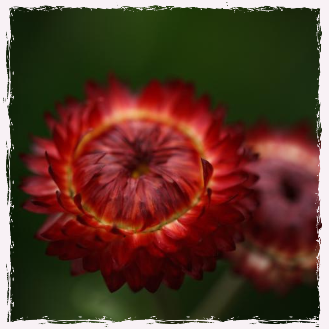 Strawflower plug plants Helichrysum Scarlet