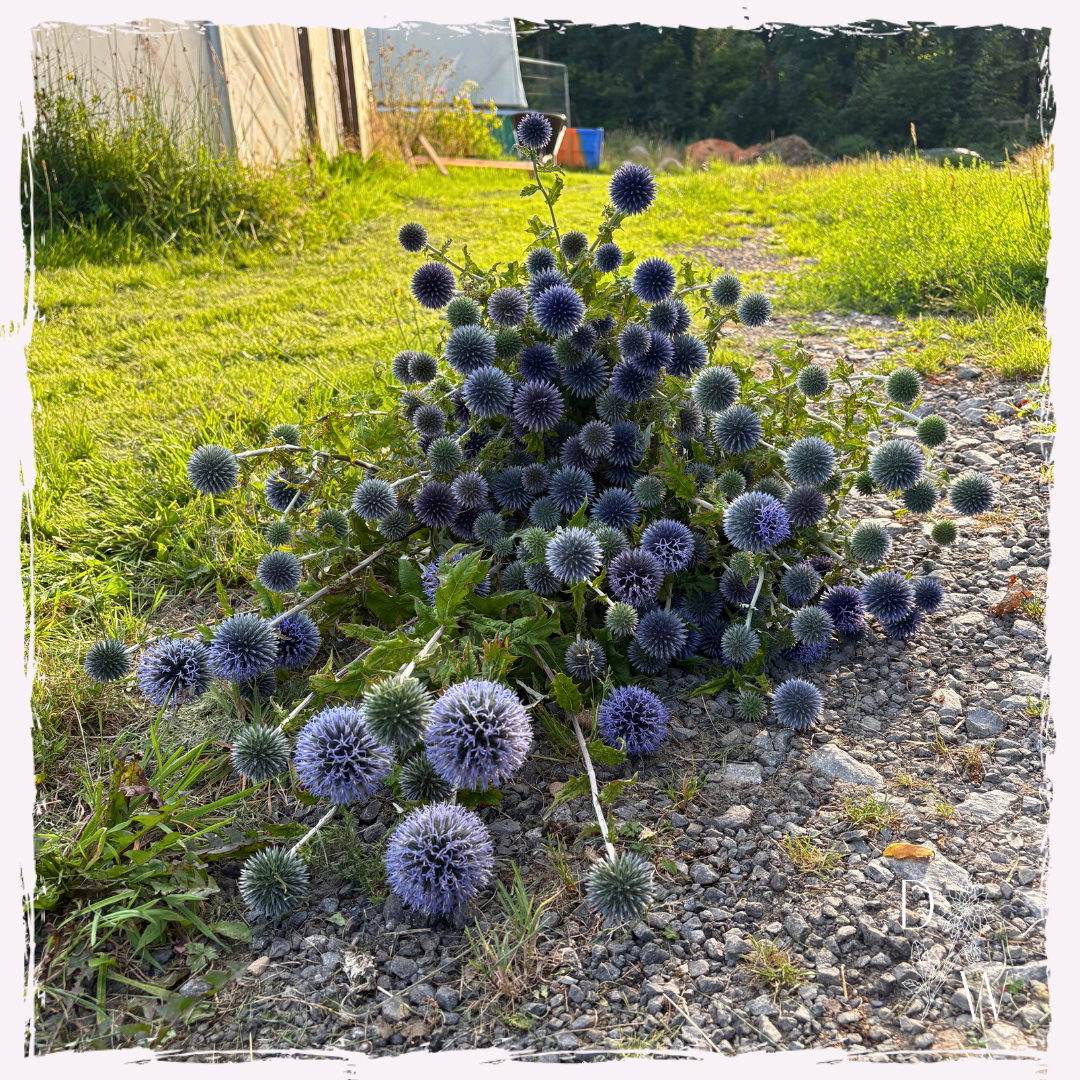 Echinops