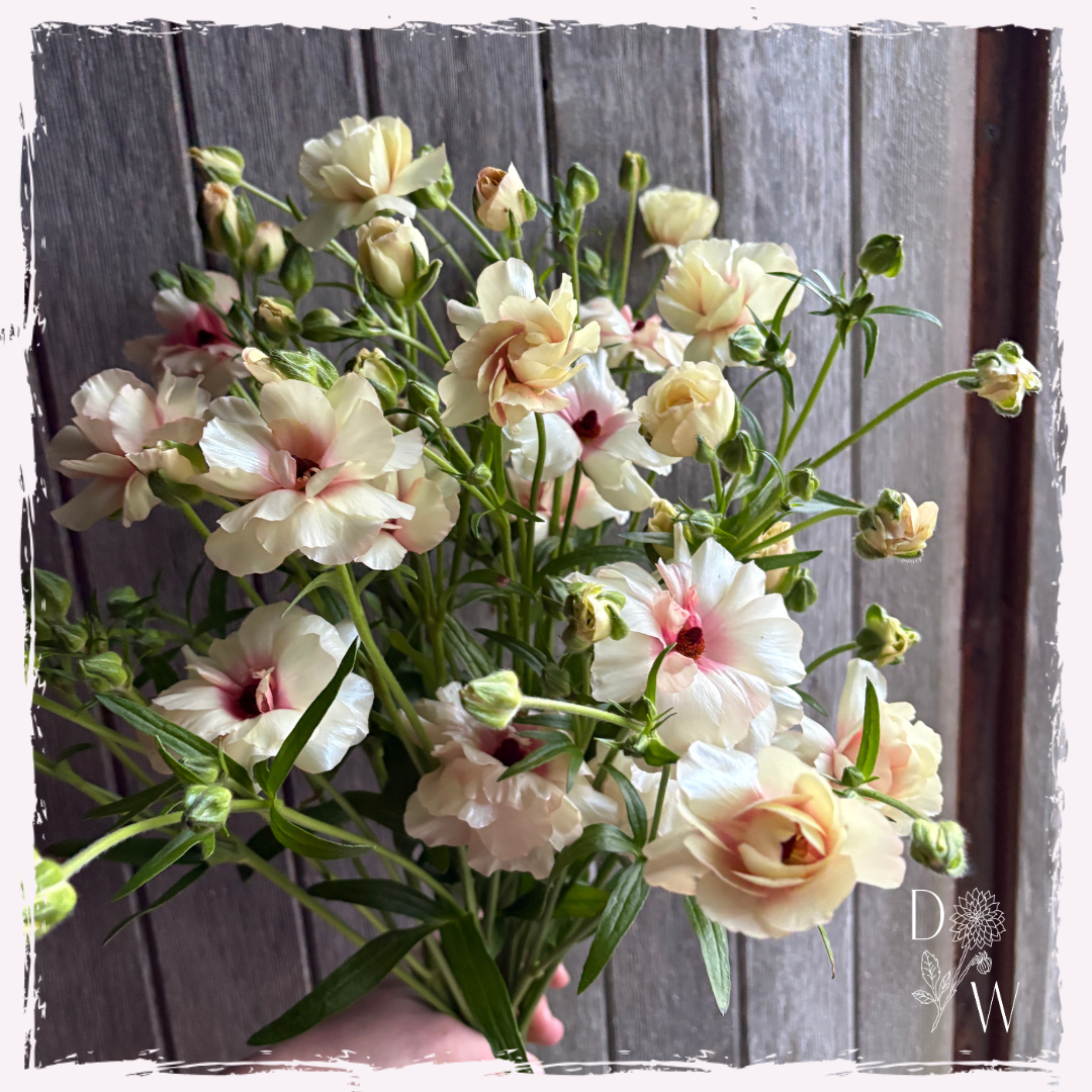 Butterfly ranunculus
