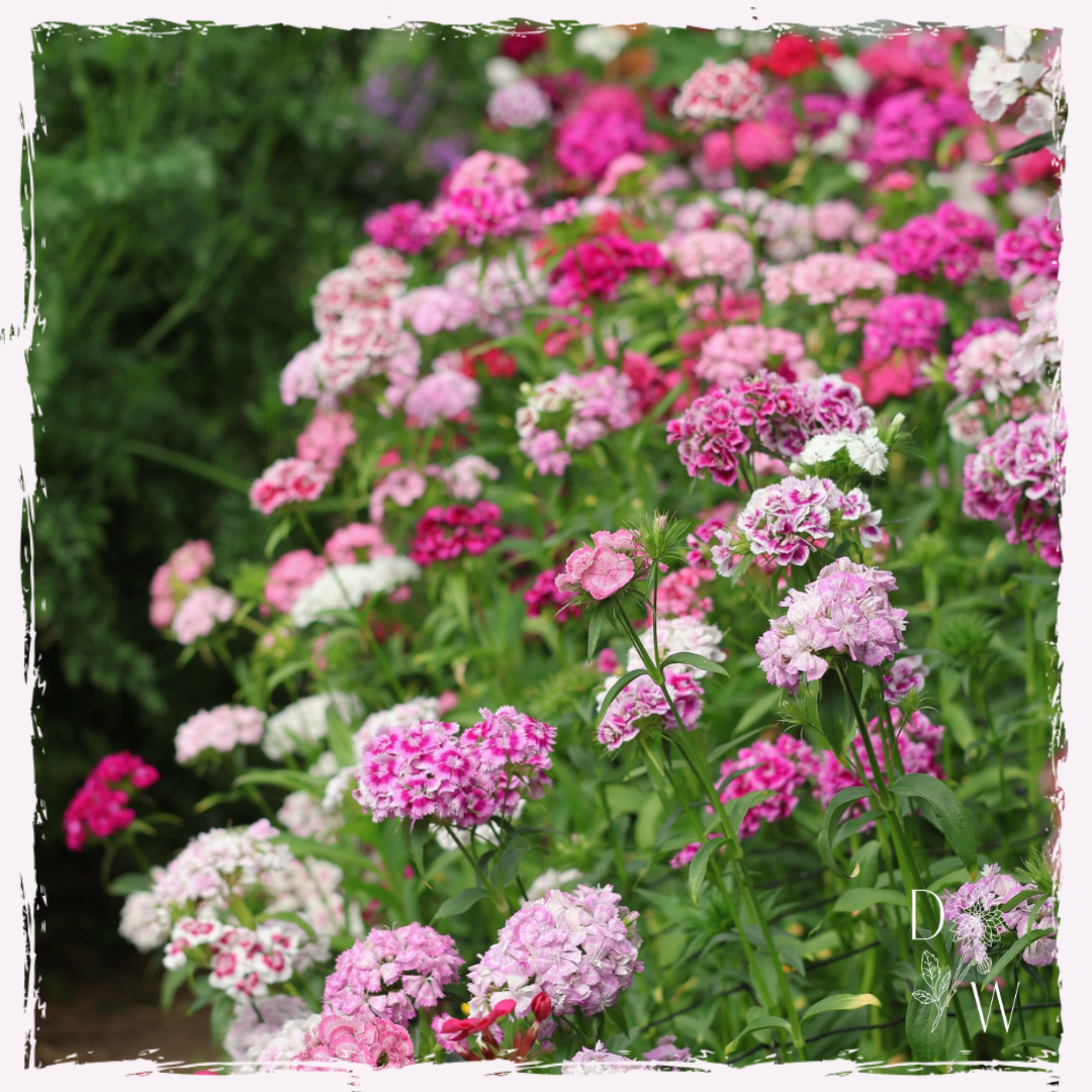Dianthus barbatus (sweet william)