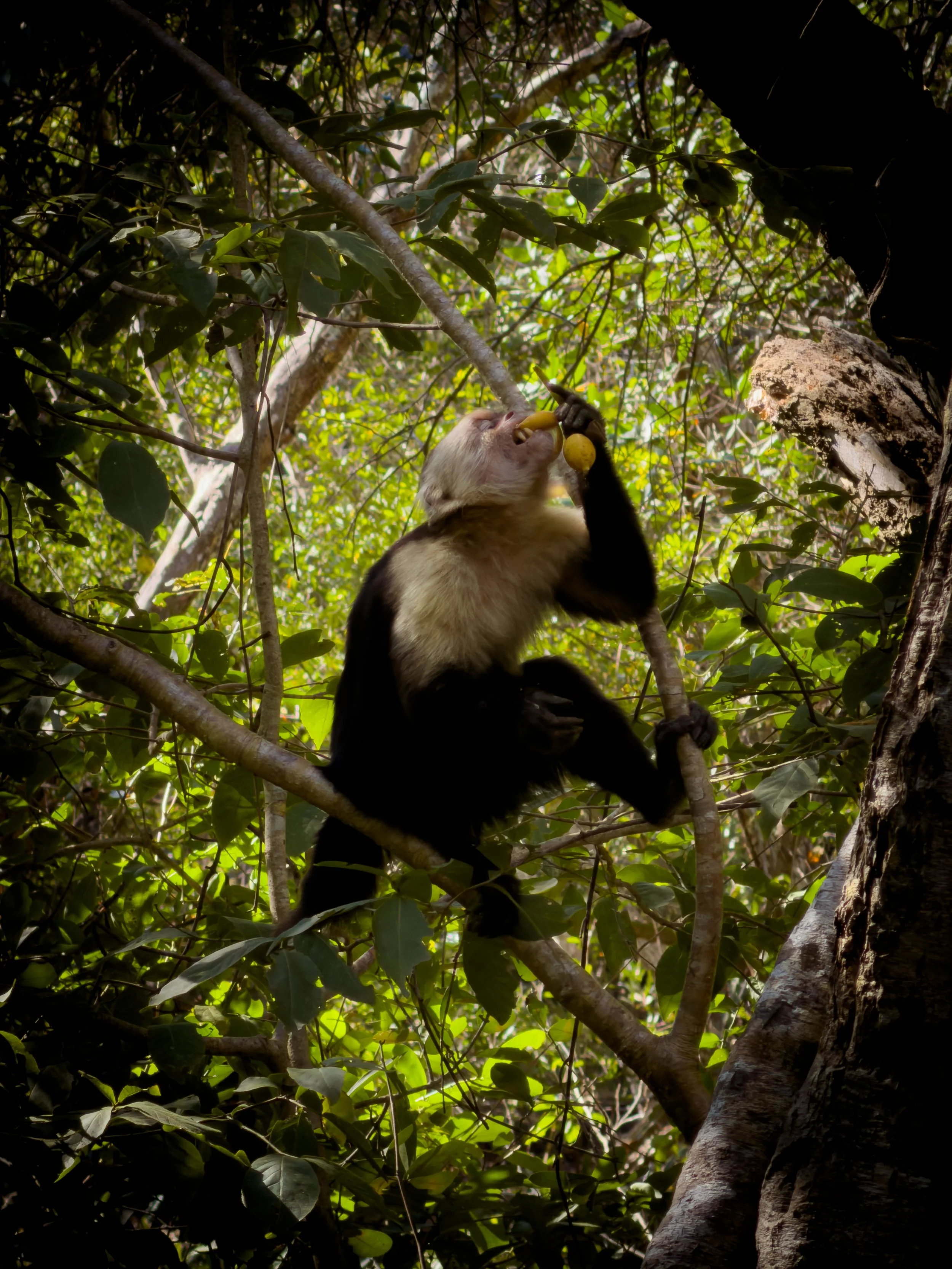 WhiteFaceCapuchin_CostaRica.jpg