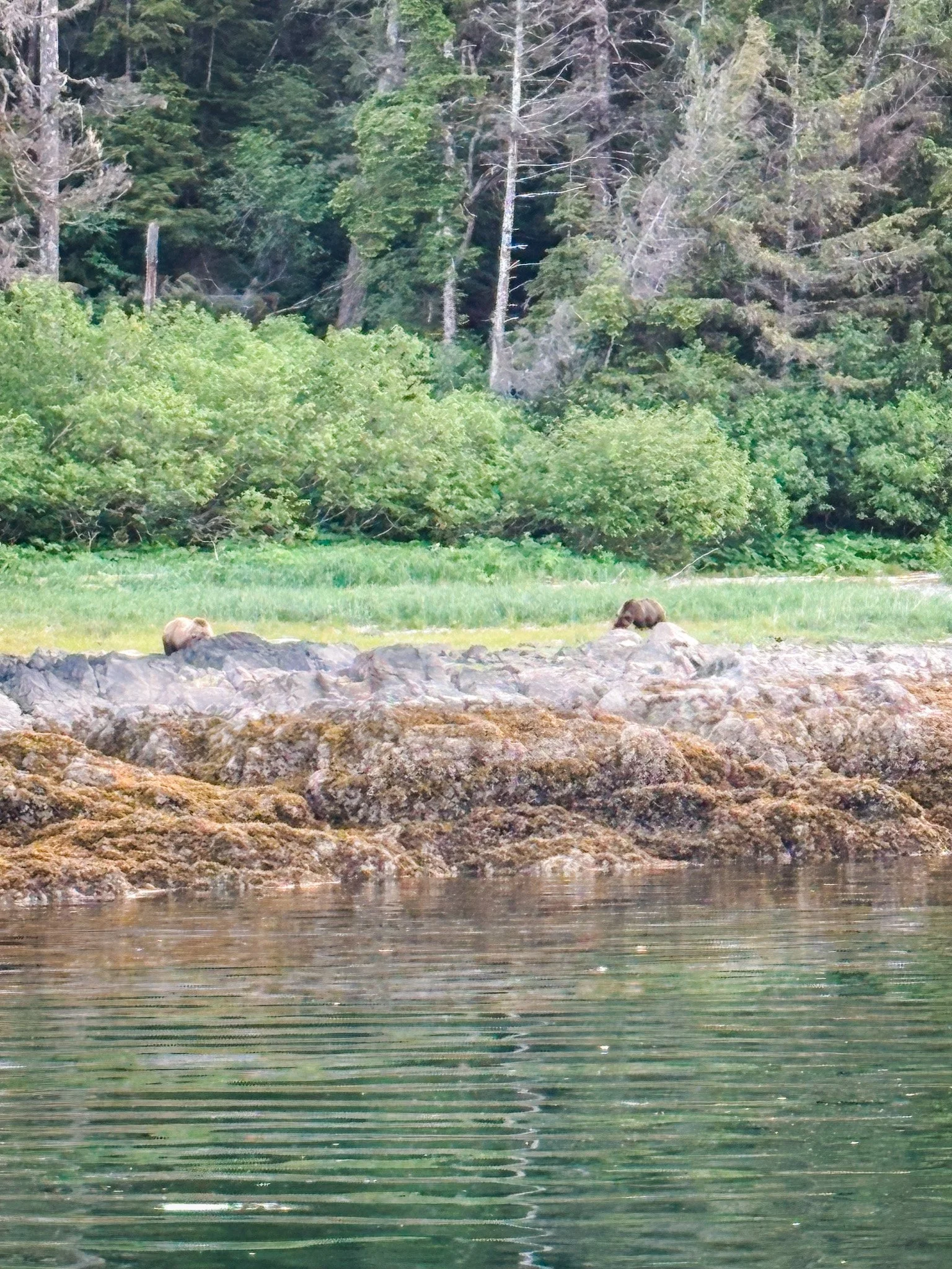 Bears!