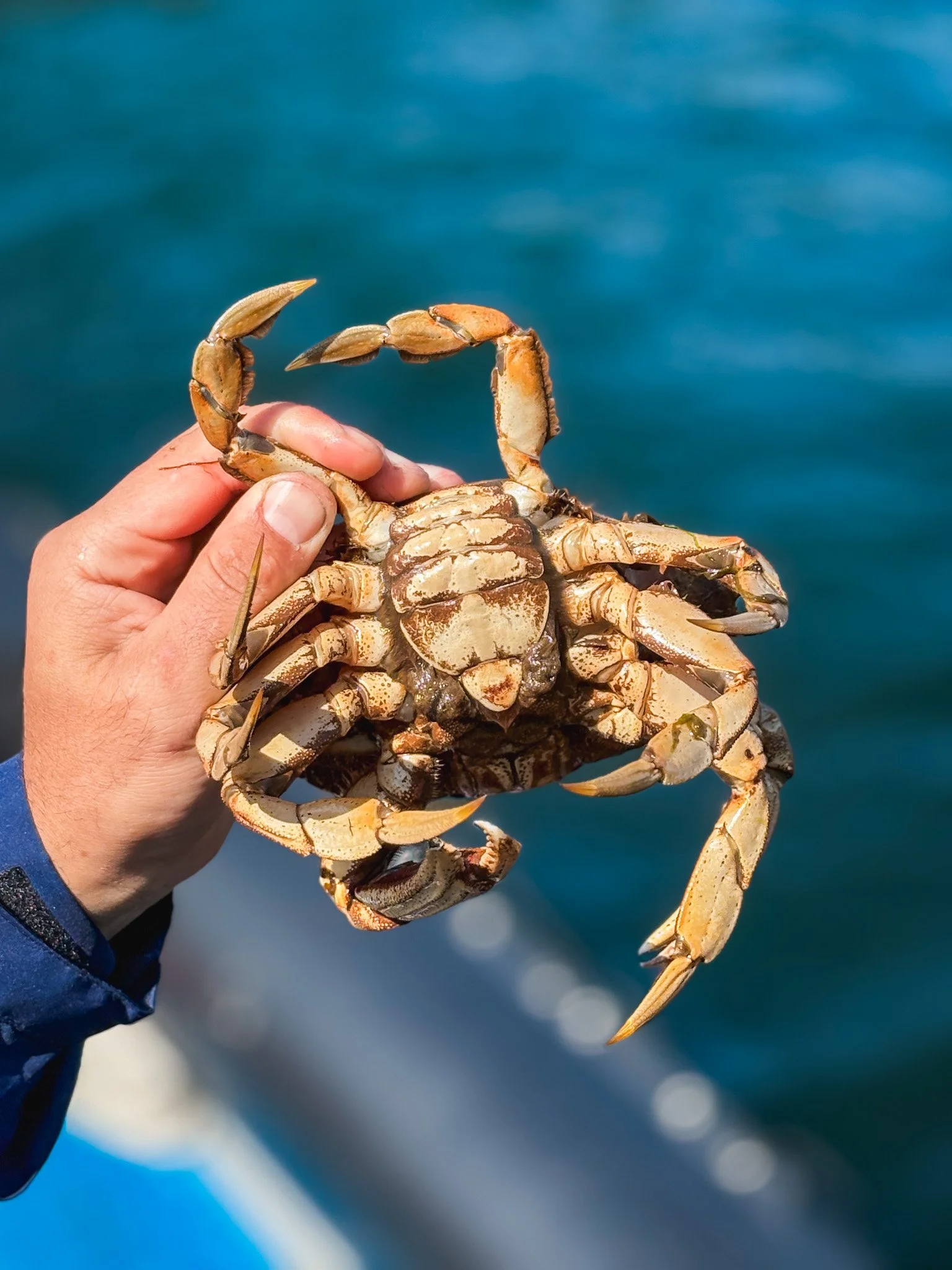Jesus Crab!!