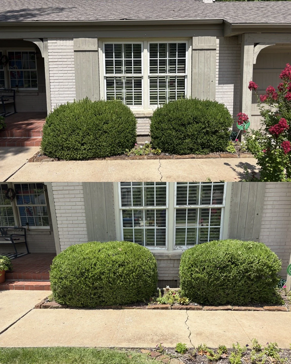 freshly-trimmed-shrubs