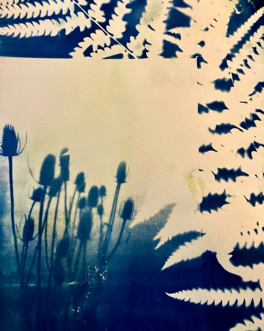 cyanotype savuive.jpg
