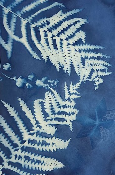 cyanotype ferns.jpg
