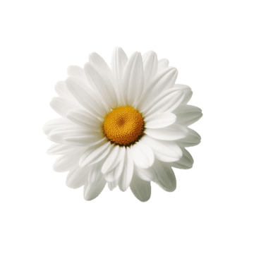 Una margherita bianca con centro giallo