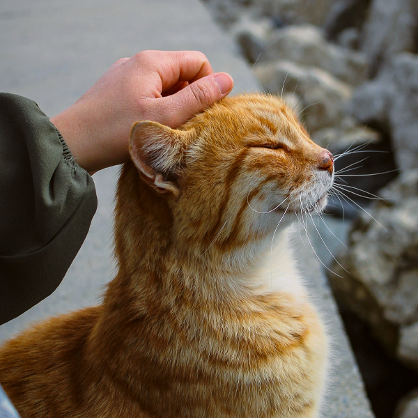 Una persona che accarezza un gatto arancione con gli occhi chiusi, in un ambiente esterno.