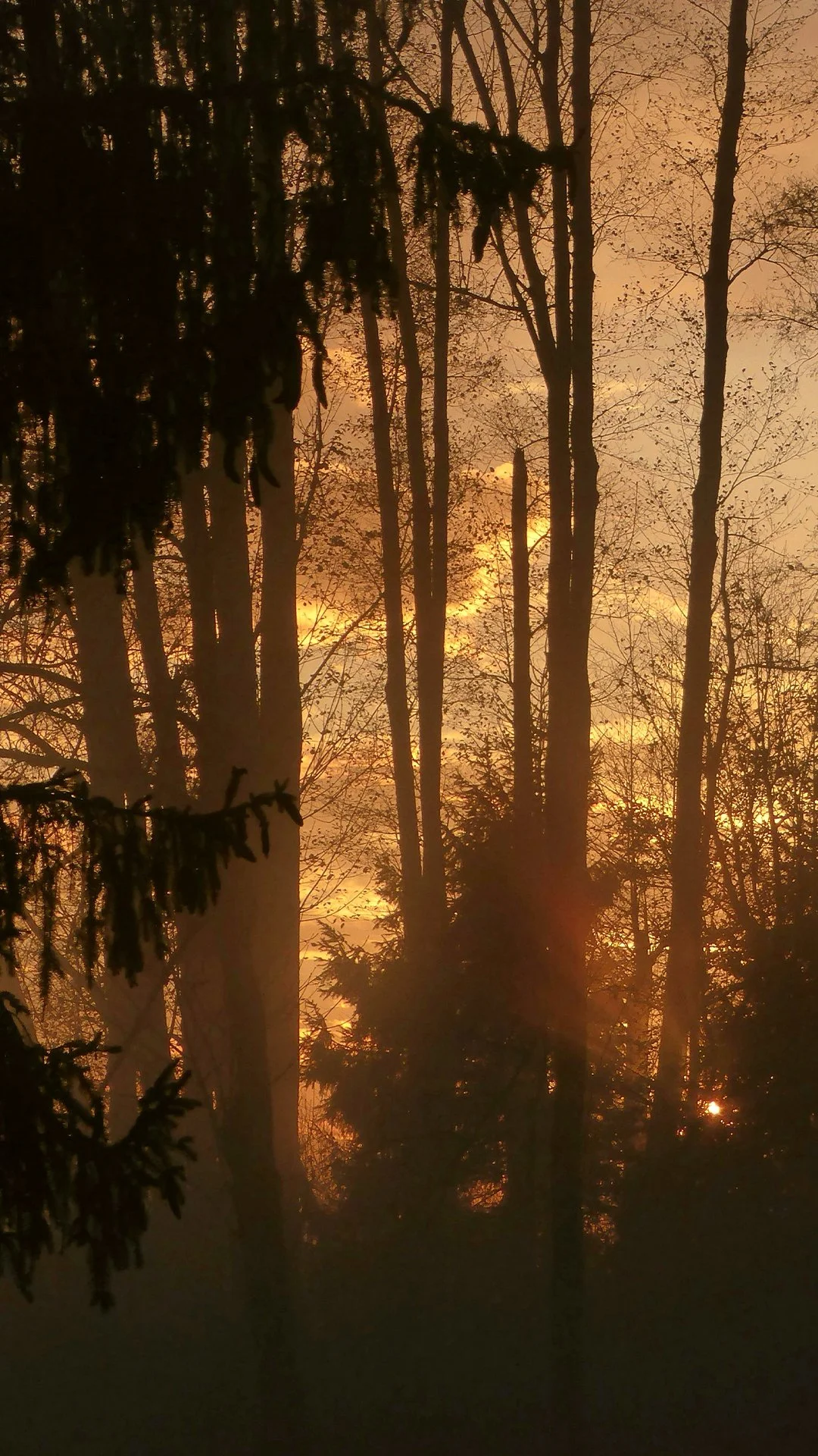Alba o tramonto in una foresta con alberi nudi e fitti, con il cielo arancione e dorato.
