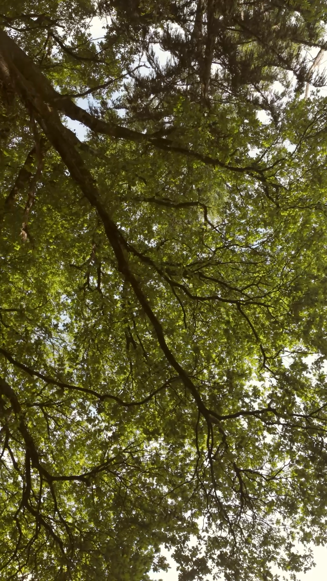 Cielo visibile attraverso le foglie di alberi verdi, con rami distesi in tutte le direzioni.