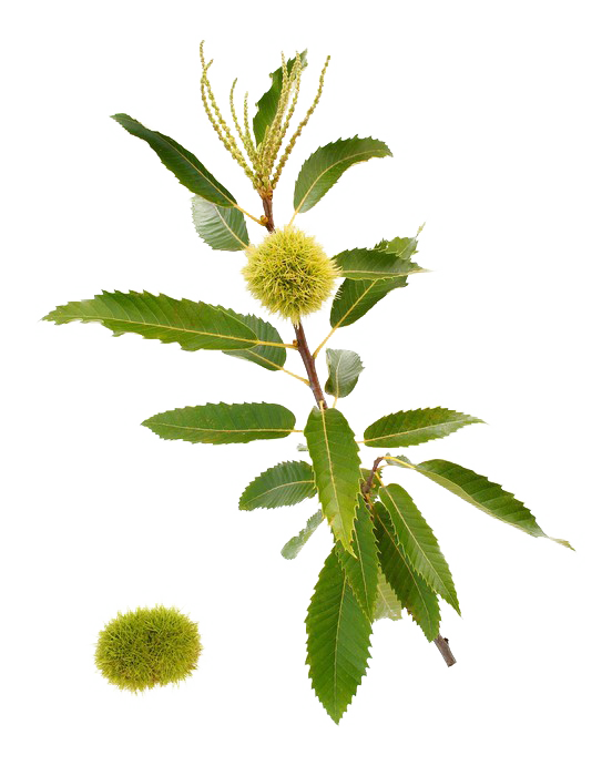 Foglia di castagno con frutti spinosi e fiori.
