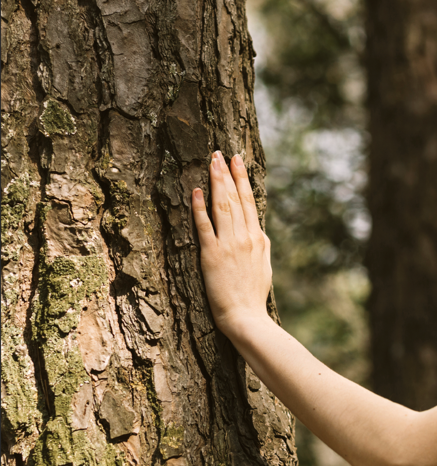 Una mano che tocca la corteccia di un albero in un ambiente forestale.