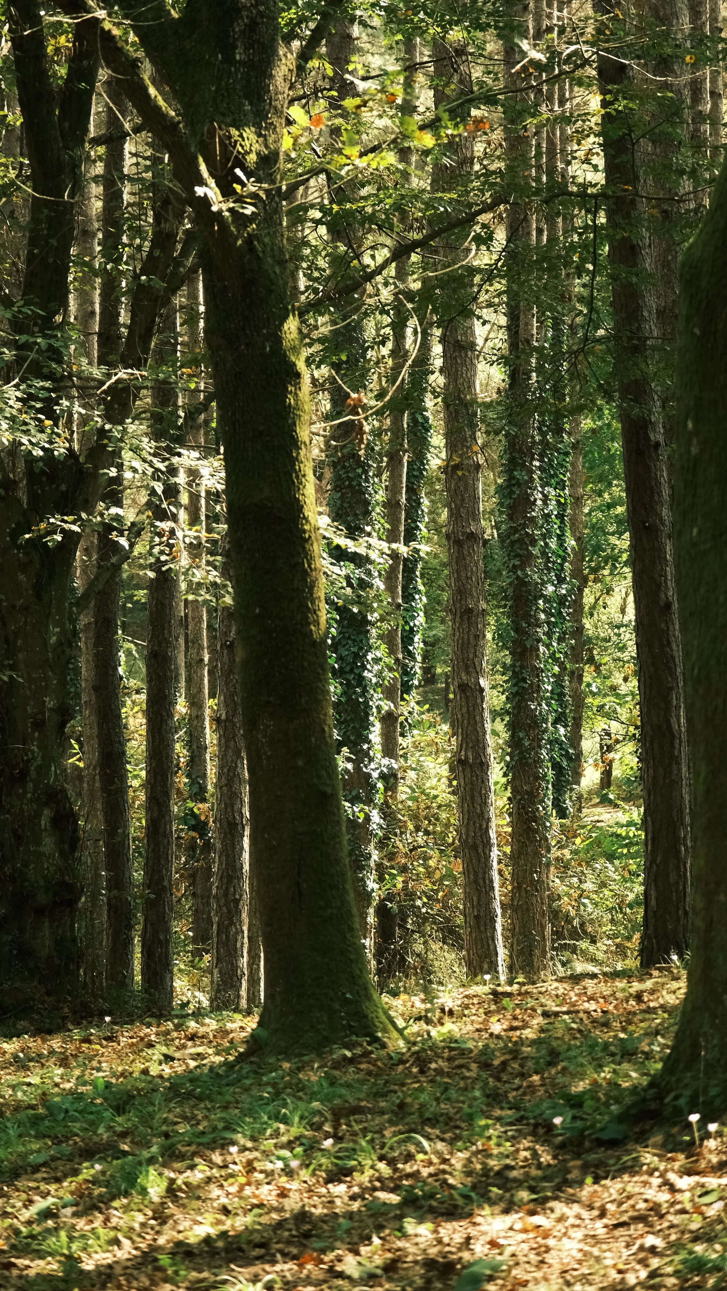 Foresta con alberi alti e foglie verdi, luce solare che filtra tra i rami e il terreno ricoperto di foglie cadute.