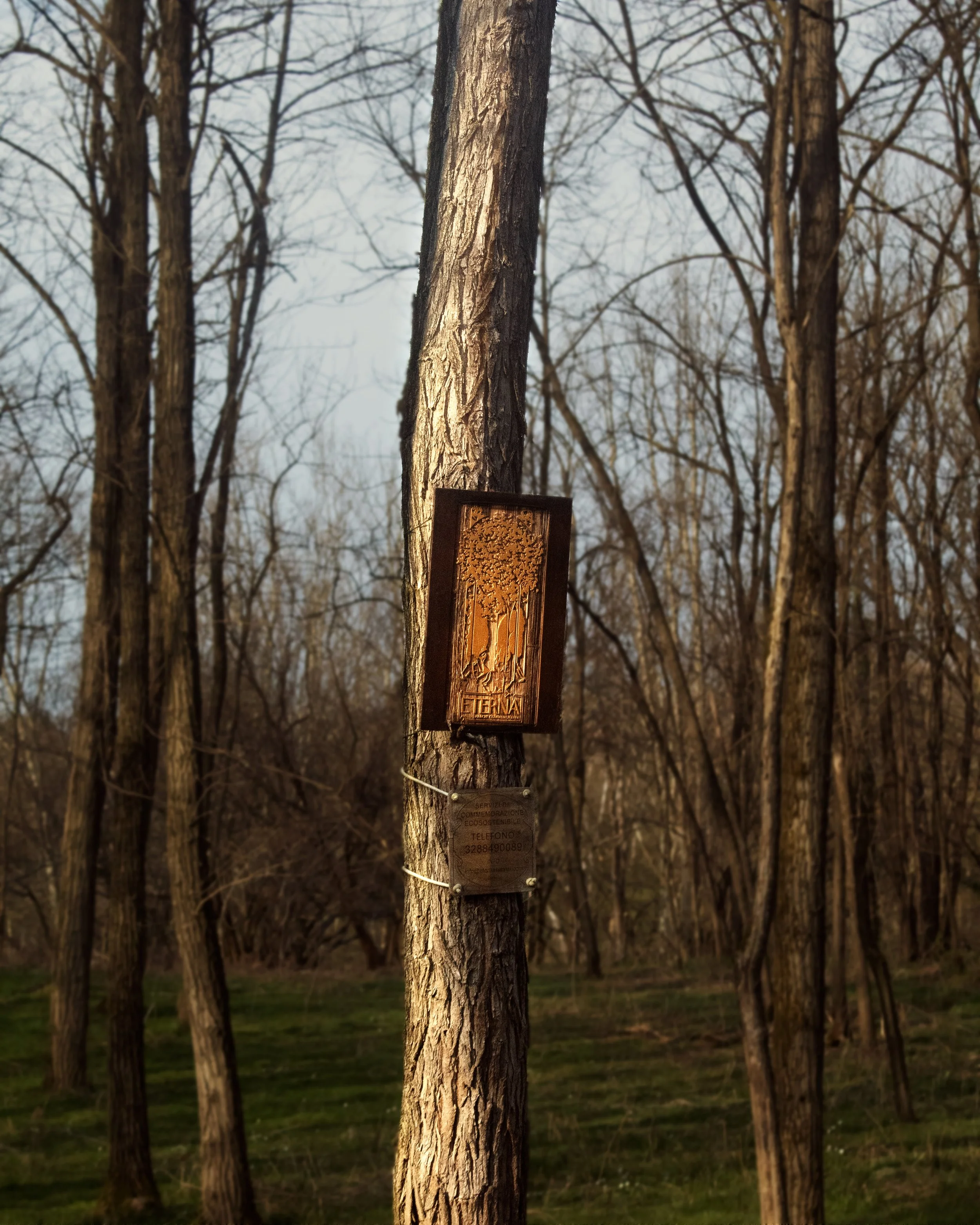 Un albero in un bosco con targhette appese al tronco.