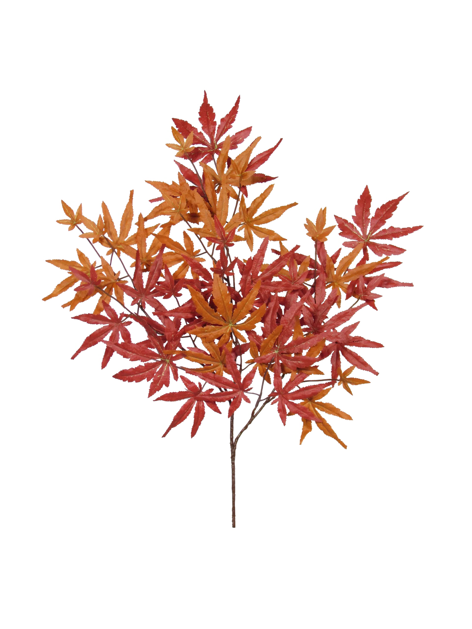 Ramo di foglie di acero in colori autunnali. Le foglie sono principalmente rosse e arancioni.