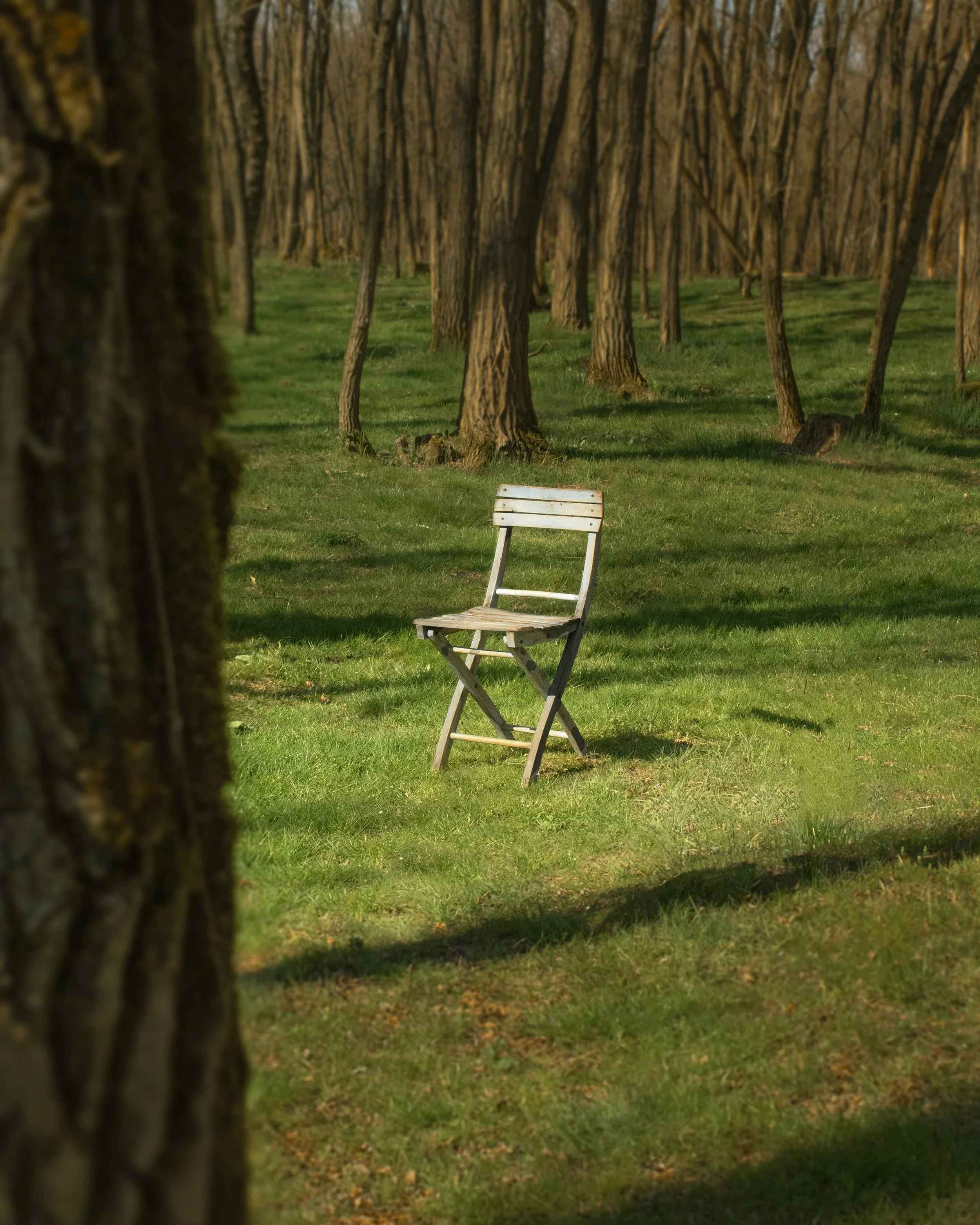 Una panchina di legno bianca situata in un bosco con molti alberi e erba verde, visibile attraverso un'apertura in due tronchi d'albero.