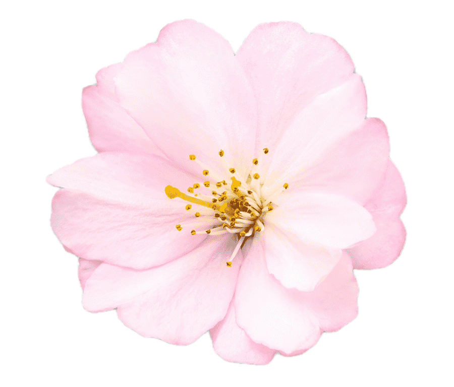 Fiore rosa chiaro con stami gialli