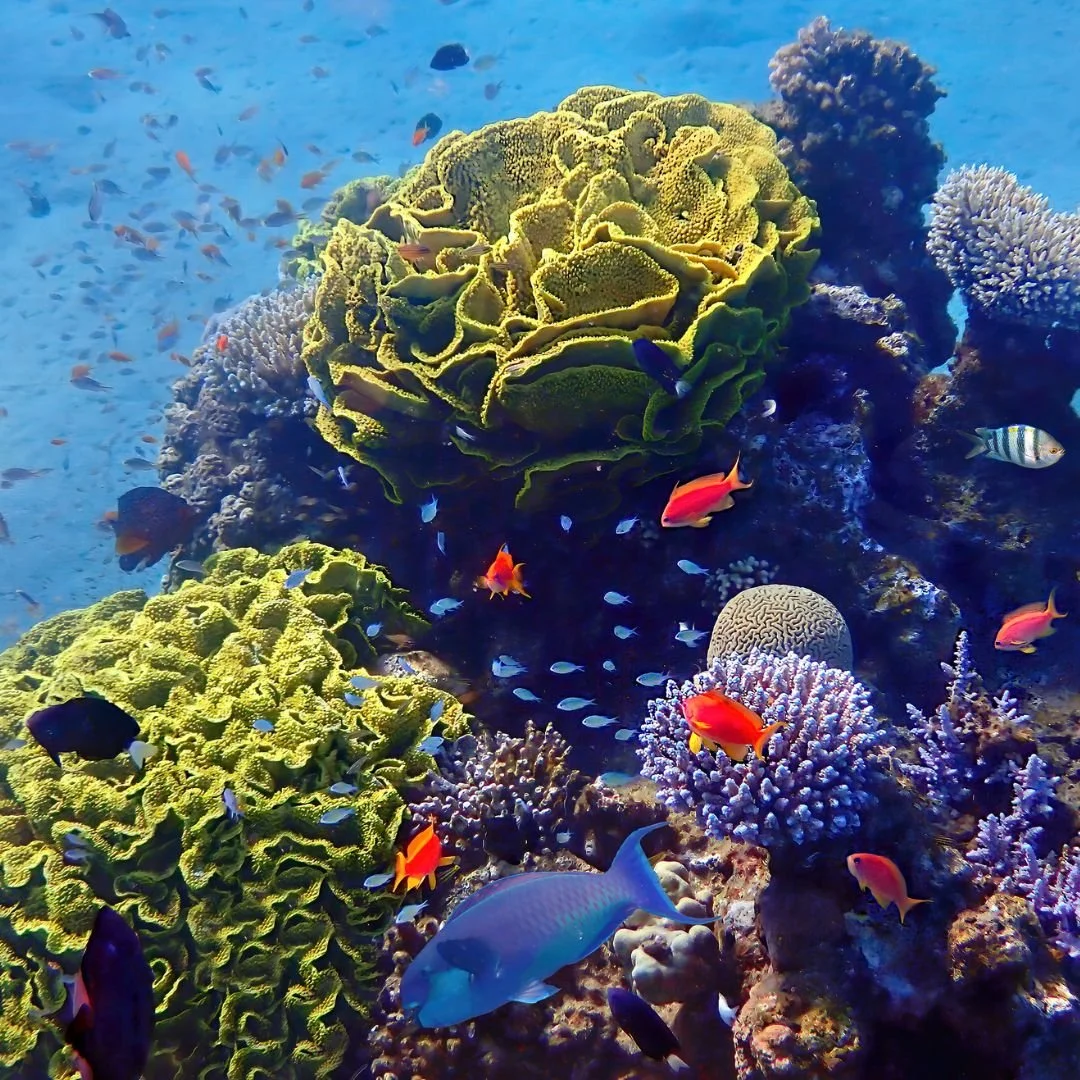 Coral reef conservation colombia.jpg